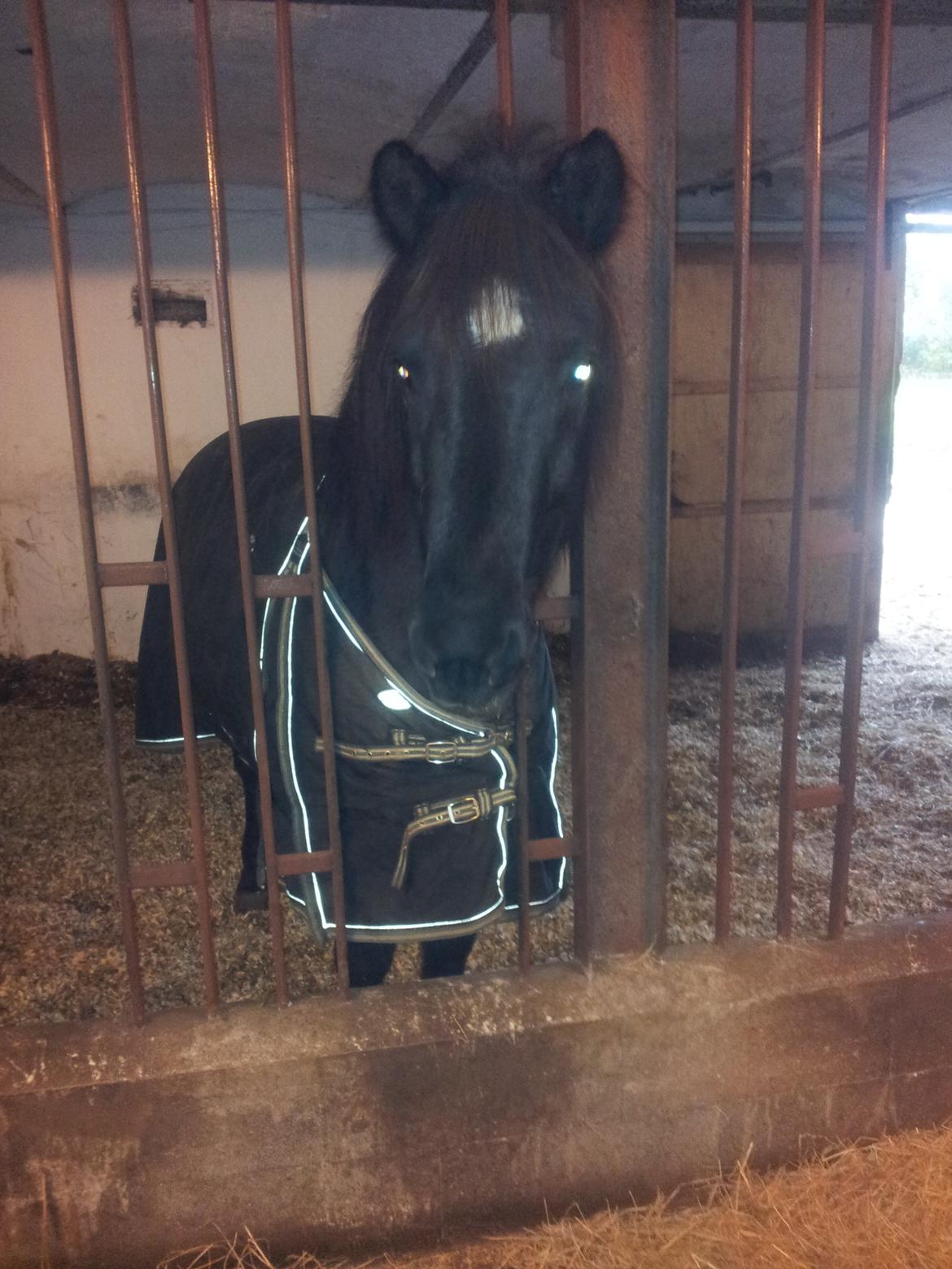 Islænder Rakel fra Vatnsleysu*solgt - Velkommen til Rakel's profil :D billede 1