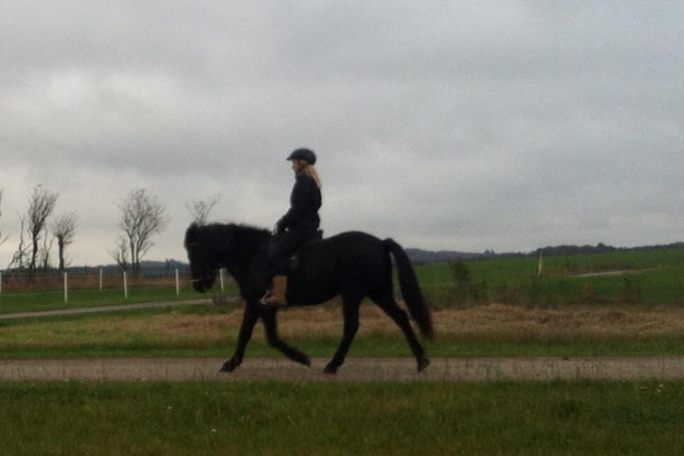 Islænder Rakel fra Vatnsleysu*solgt - Smuk trav billede 4