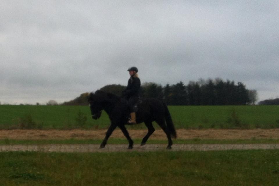 Islænder Rakel fra Vatnsleysu*solgt - Skridt :) billede 5