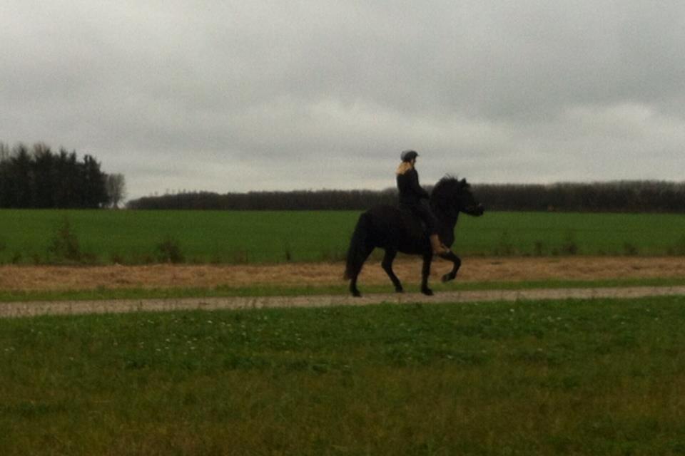 Islænder Rakel fra Vatnsleysu*solgt billede 6