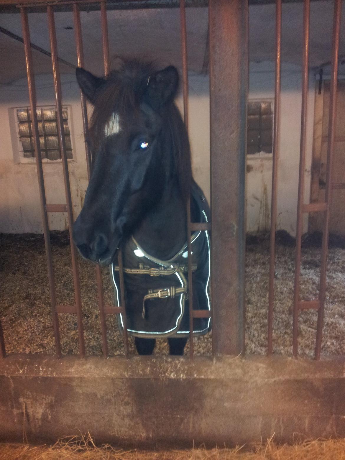 Islænder Rakel fra Vatnsleysu*solgt - Smukke pigen billede 7