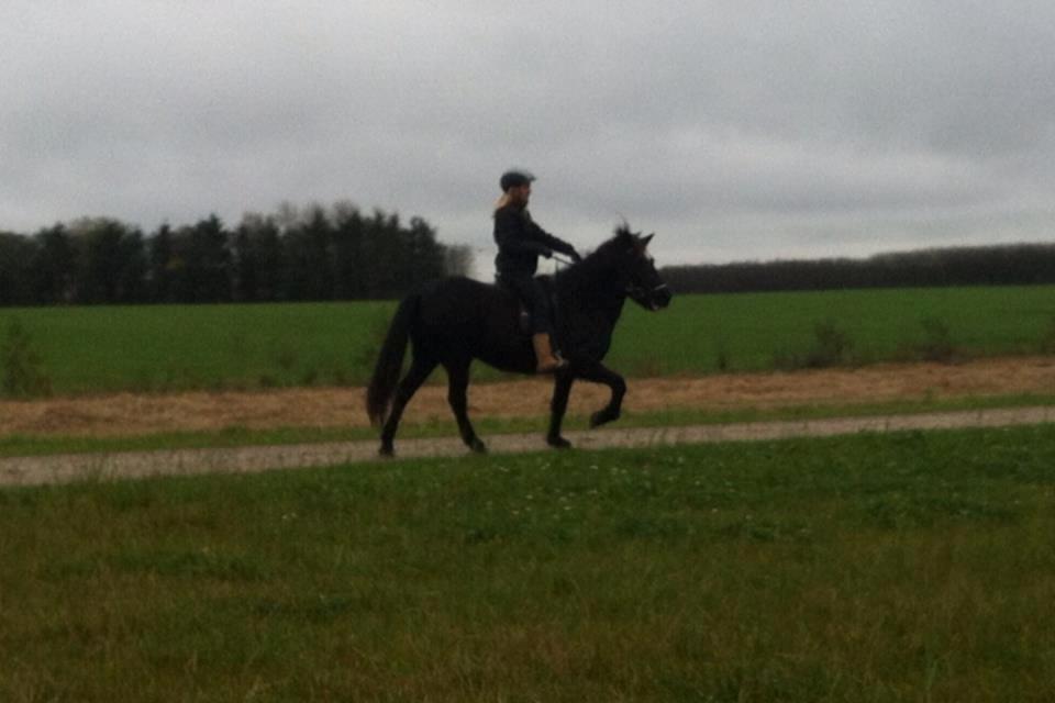 Islænder Rakel fra Vatnsleysu*solgt billede 8