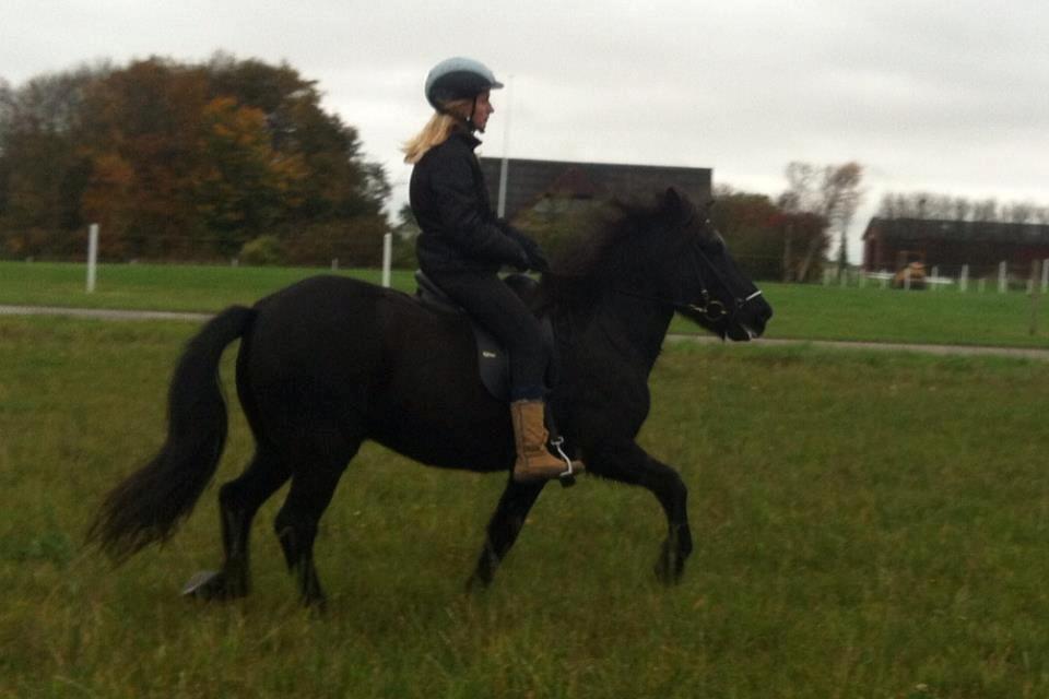 Islænder Rakel fra Vatnsleysu*solgt - <3 billede 9