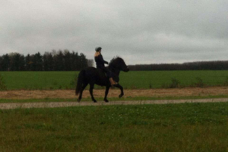 Islænder Rakel fra Vatnsleysu*solgt billede 10