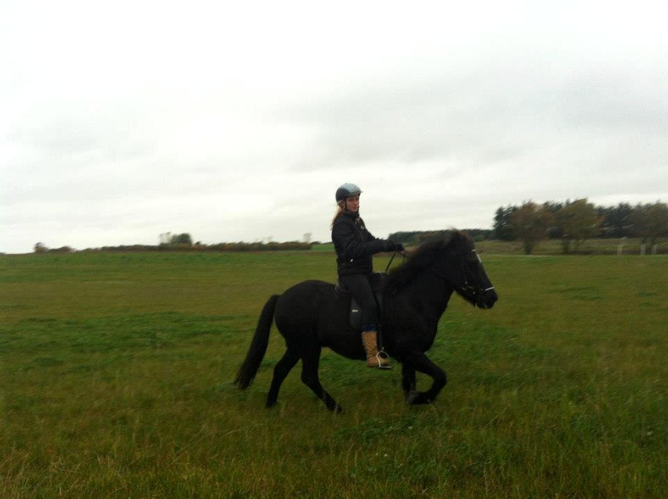 Islænder Rakel fra Vatnsleysu*solgt billede 11