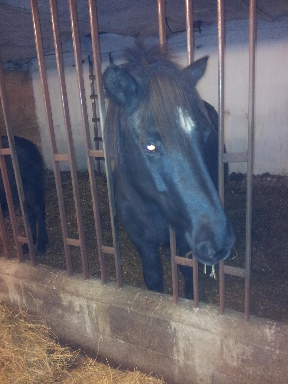 Islænder Rakel fra Vatnsleysu*solgt billede 12