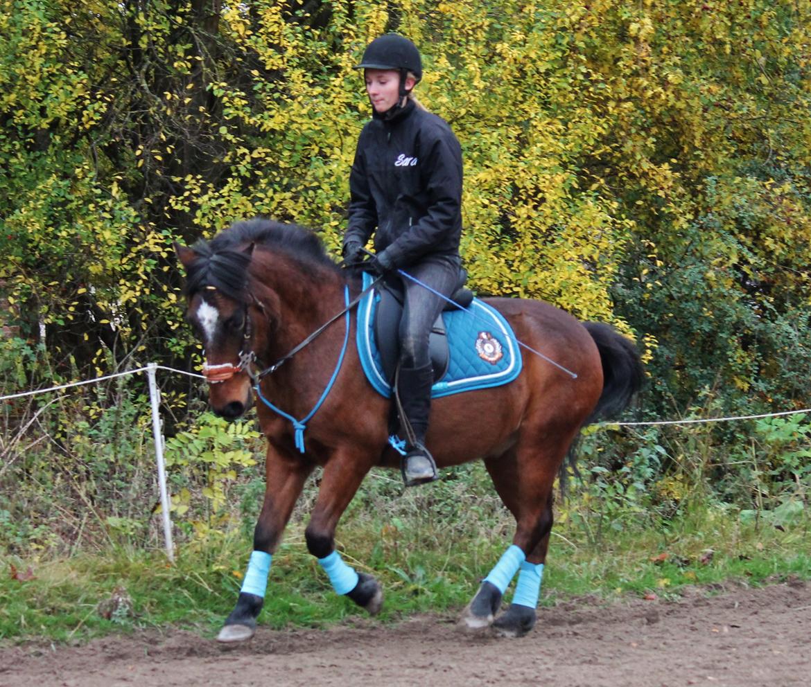 Anden særlig race Tjalfe - Dressur, i blåå!<3 [Foto:Trine] billede 7