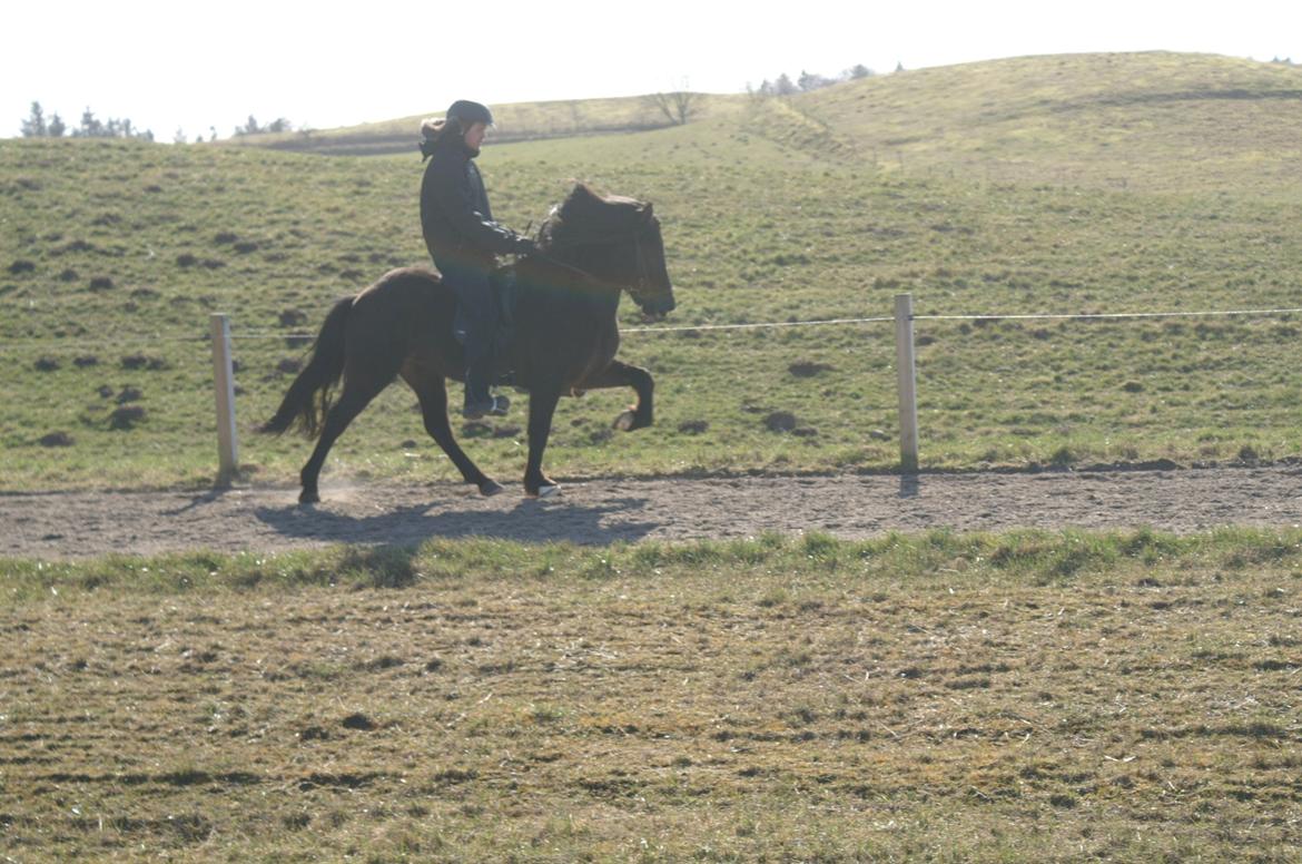 Islænder Hrafntinna fra Langtved billede 6
