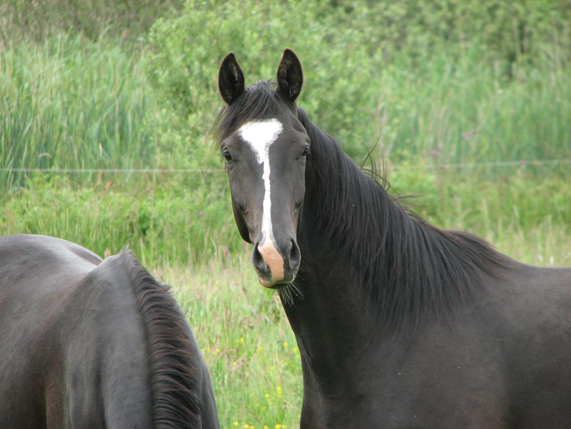 Dansk Varmblod Pranay LF - Nogen der sagde dukkefjæs, sommer 2012 billede 19