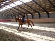 Dansk Varmblod Lovely Boy  billede 11