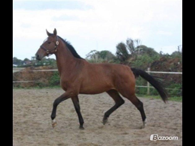 Dansk Varmblod Faithful´s Queen Solgt billede 5