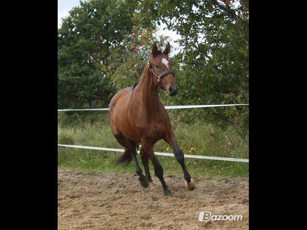 Dansk Varmblod Faithful´s Queen Solgt billede 6