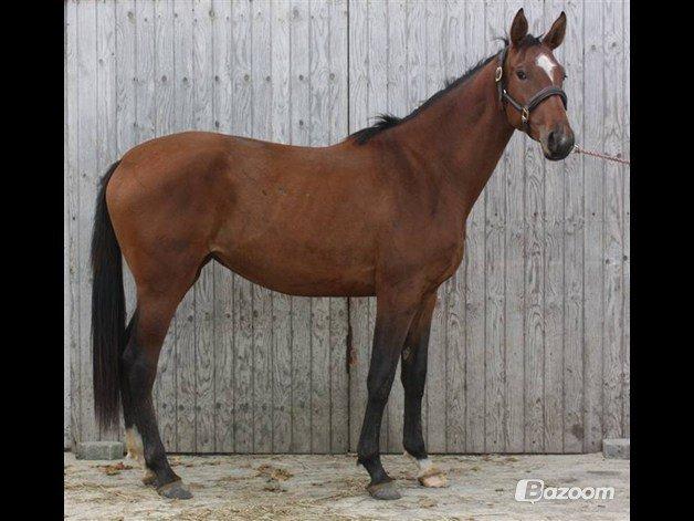Dansk Varmblod Faithful´s Queen Solgt billede 7