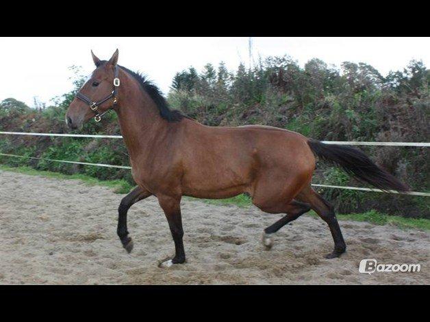 Dansk Varmblod Faithful´s Queen Solgt billede 8