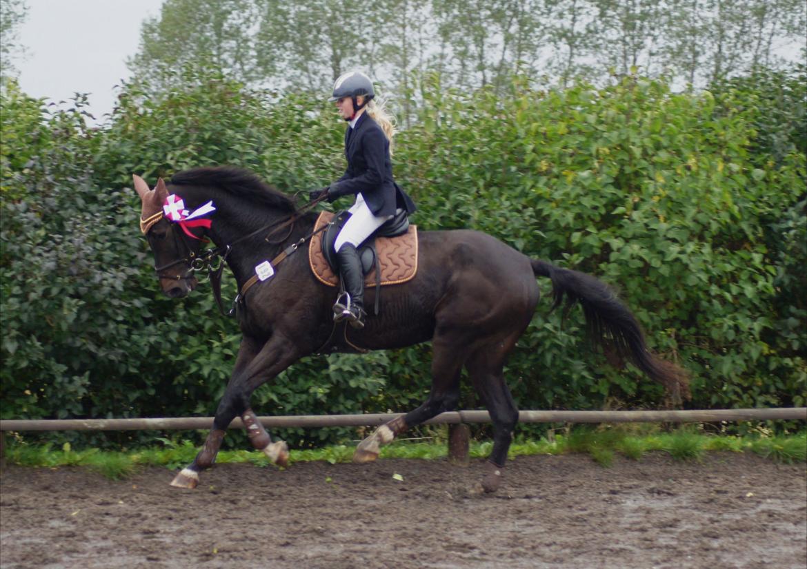 Dansk Varmblod Lerini A **RDS** - Vandt fin første LC ( C-stævne) ud af 40 starter. :D  billede 12