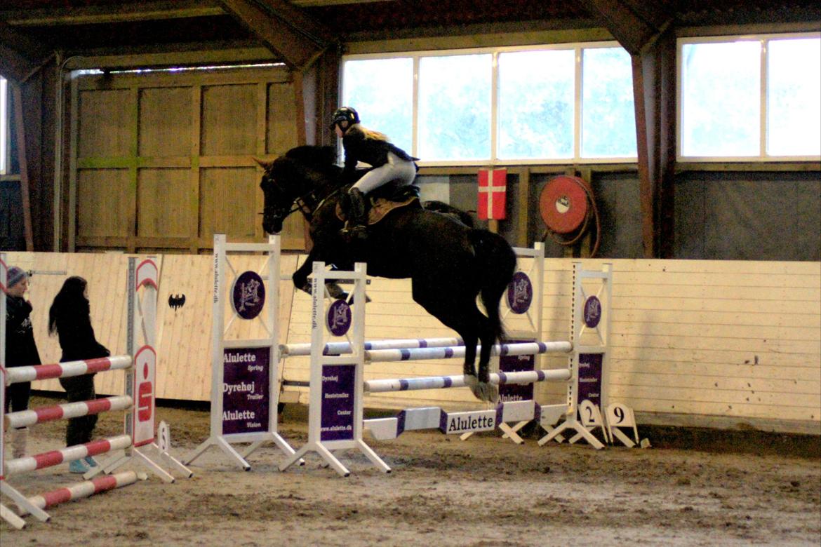 Dansk Varmblod Lerini A **RDS** - Intet er perfekt, men man kan være perfekte for hinanden<3 billede 4