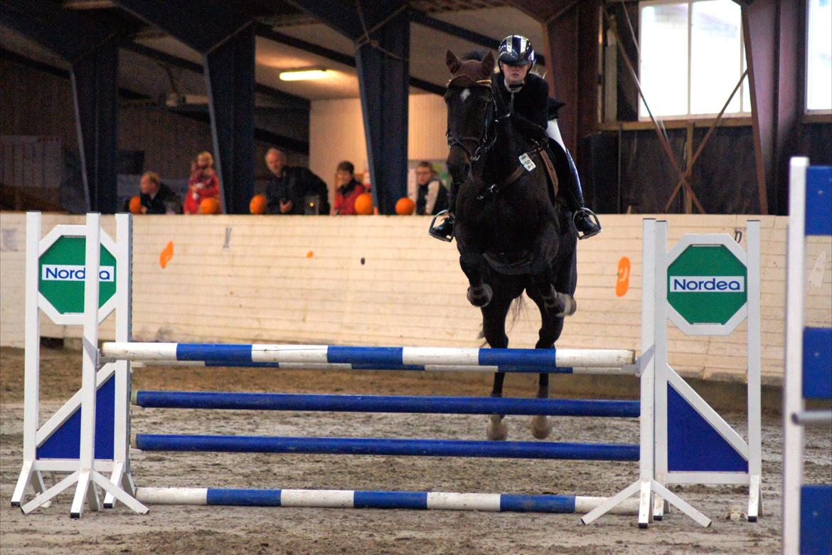 Dansk Varmblod Lerini A **RDS** - Du er bedst som du er
 billede 13