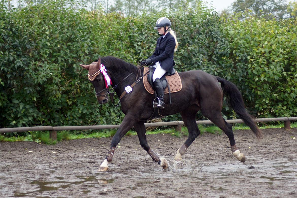 Dansk Varmblod Lerini A **RDS** - Med rosetten<3 billede 14