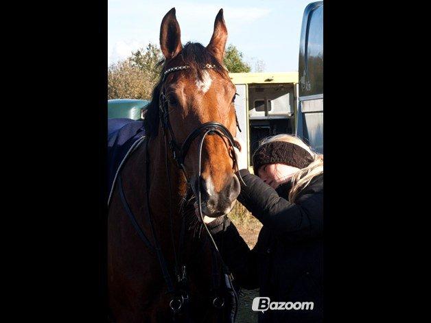 Hollandsk Varmblod Troy-T RIP D. 10/6-2013 - Gøre klar til vi skal varme op til klassen<3 billede 16