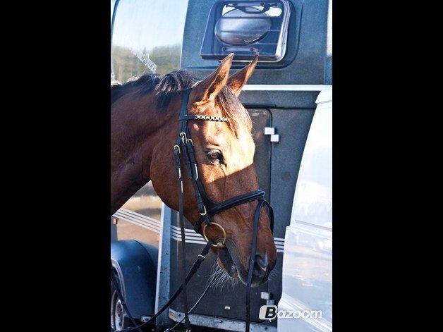 Hollandsk Varmblod Troy-T RIP D. 10/6-2013 - DU er intet mindre end smuk billede 17