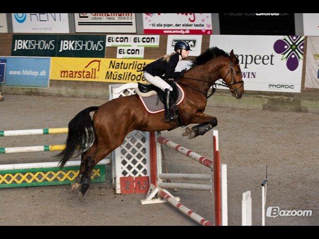 Hollandsk Varmblod Troy-T RIP D. 10/6-2013 - LA, dygtig hesten billede 18