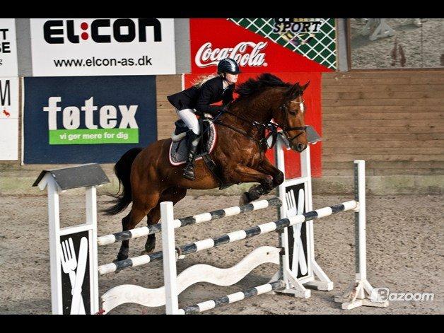 Hollandsk Varmblod Troy-T RIP D. 10/6-2013 - LA, sejereje billede 1