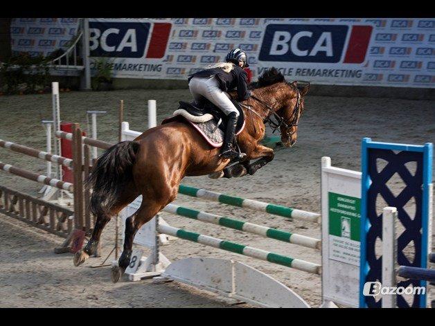 Hollandsk Varmblod Troy-T RIP D. 10/6-2013 - LA fredericia en bom. Elsker dig verdens´bedste´bassedreng billede 19