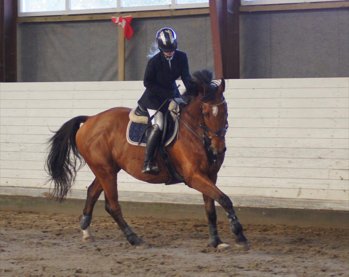 Hollandsk Varmblod Troy-T RIP D. 10/6-2013 - LA en bom Nørre Åby, Stjernehest billede 20