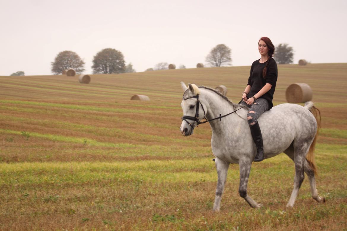 Arabisk fuldblod (OX) Dalicio OX billede 3