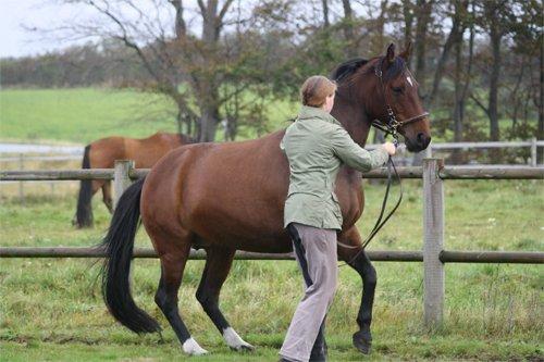Anden særlig race Athene - Levaden er på vej billede 1