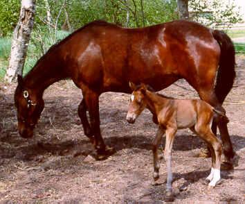 Anden særlig race Athene - Athene få dage gammel billede 8