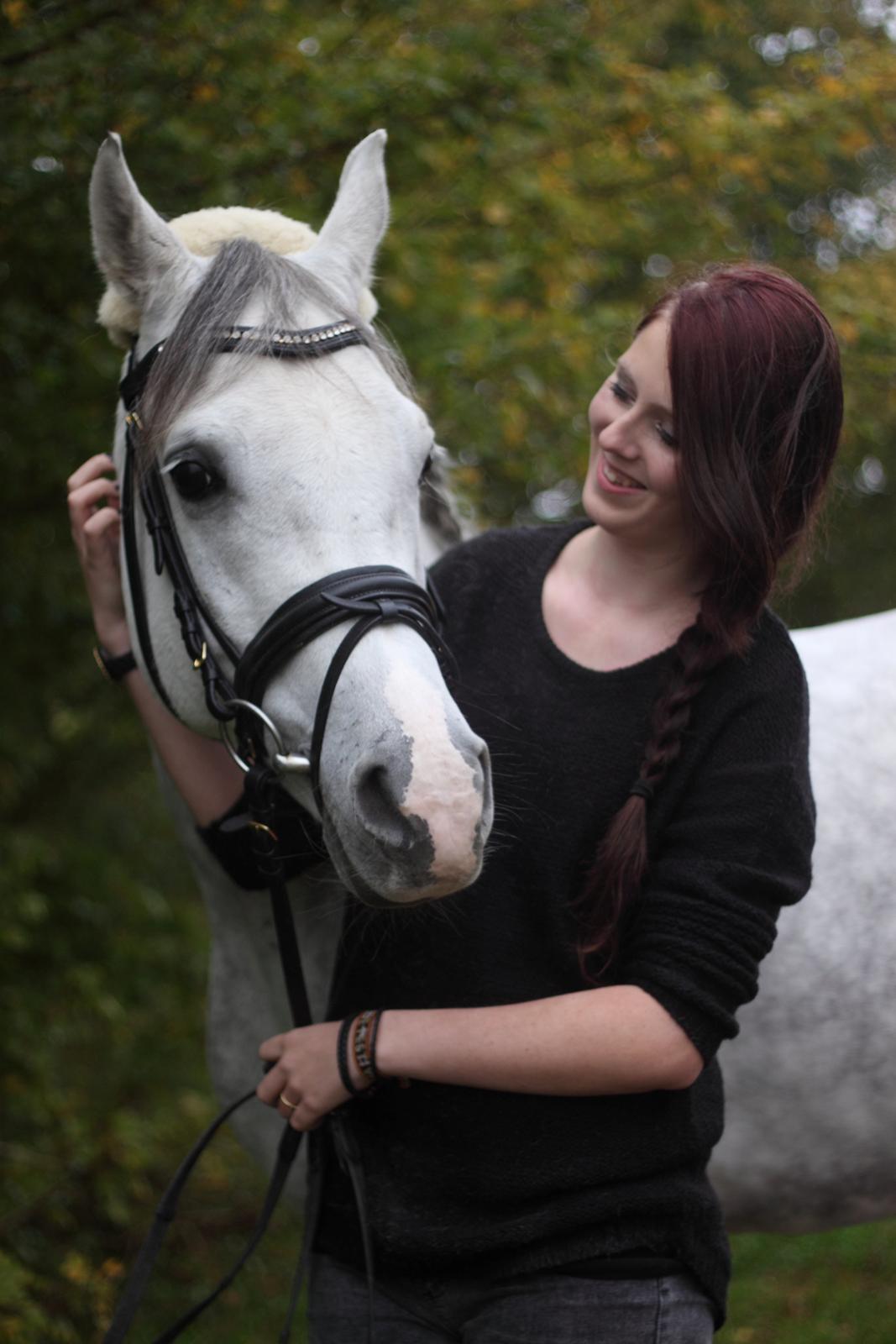 Arabisk fuldblod (OX) Dalicio OX billede 19