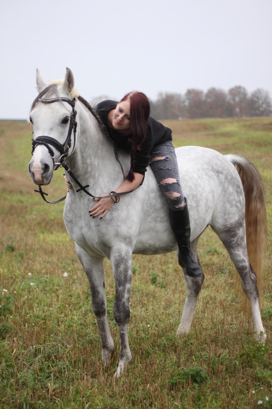 Arabisk fuldblod (OX) Dalicio OX billede 20