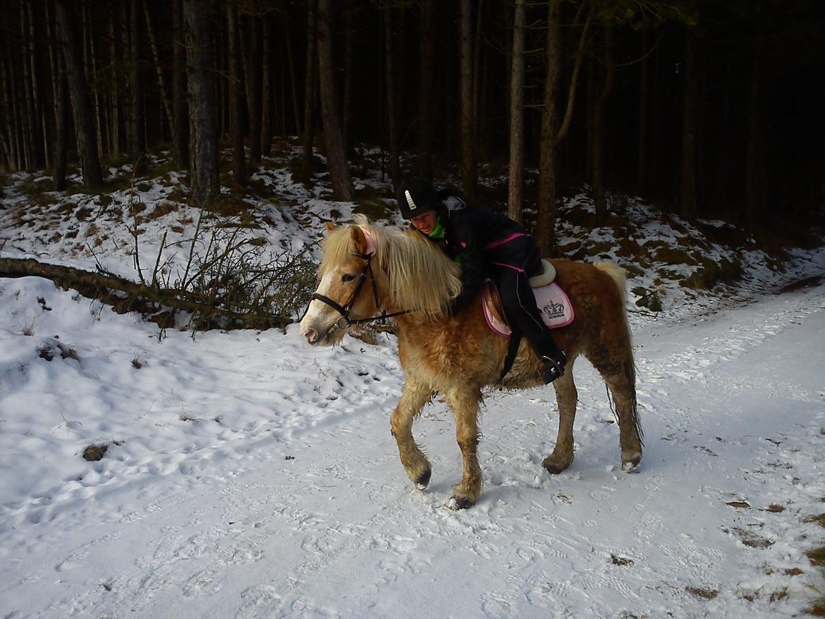 Haflinger Tulle [Solgt] - Dejlig pony i snevejr :o) billede 14
