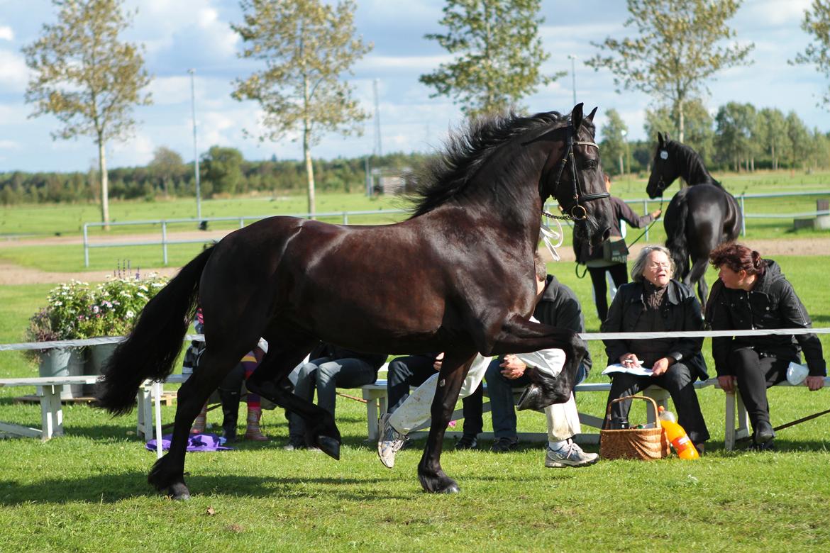 Frieser Elbrich fan 'e Homar Ster(solgt) billede 3