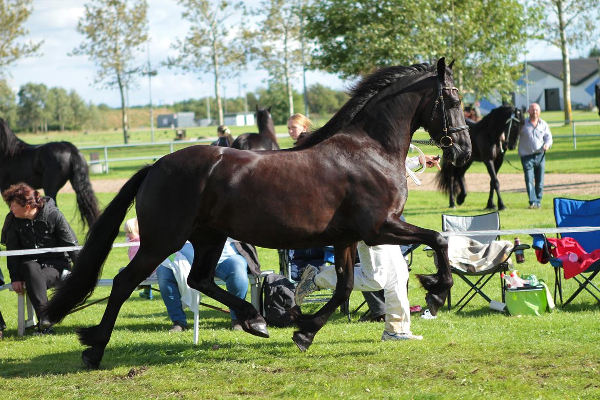 Frieser Elbrich fan 'e Homar Ster(solgt) billede 4