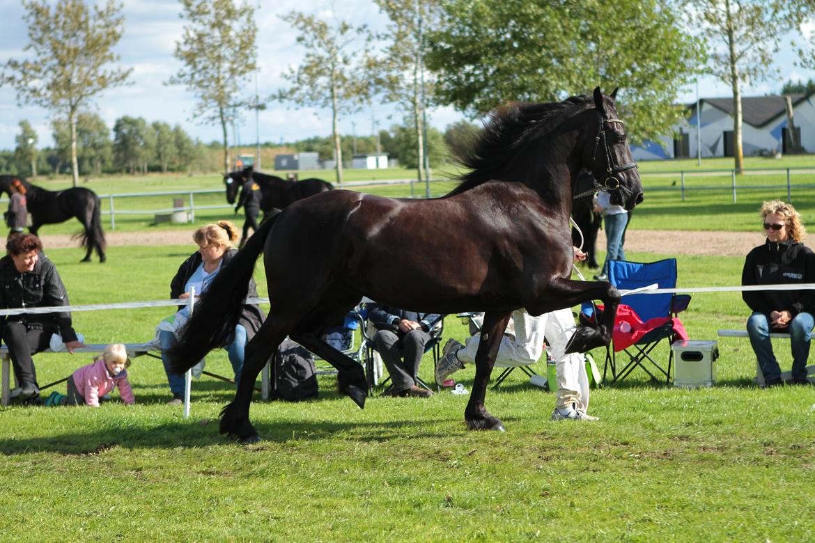 Frieser Elbrich fan 'e Homar Ster(solgt) billede 6