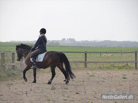 Anden særlig race - Smukke Fanta!<3 | My Soulmate |  Min Bedste Ven - Lidt dressur tænning, måske ikke perfekt! Men hvem siger også det skal være det! billede 10