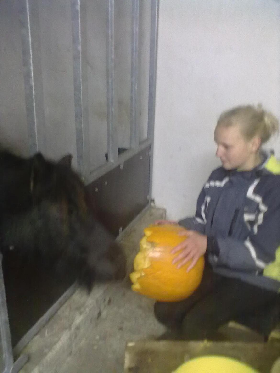 Shetlænder Robin<3 - Halloween hos hestene selvfølgelig!!! <3 billede 8