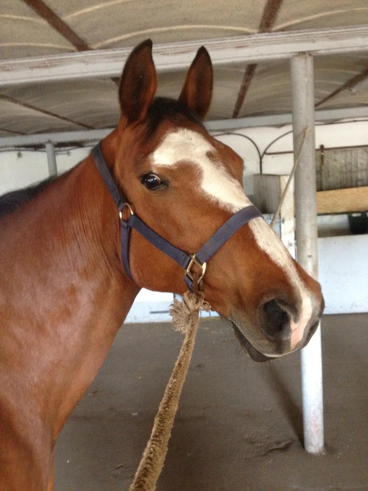 Anden særlig race Wubbi - Model billede 14