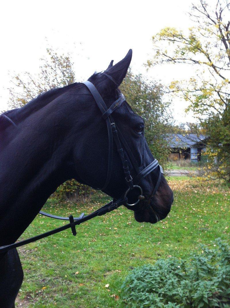 Holstener Unalaska billede 9