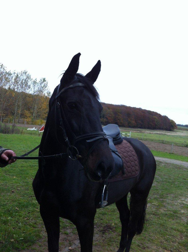 Holstener Unalaska billede 10