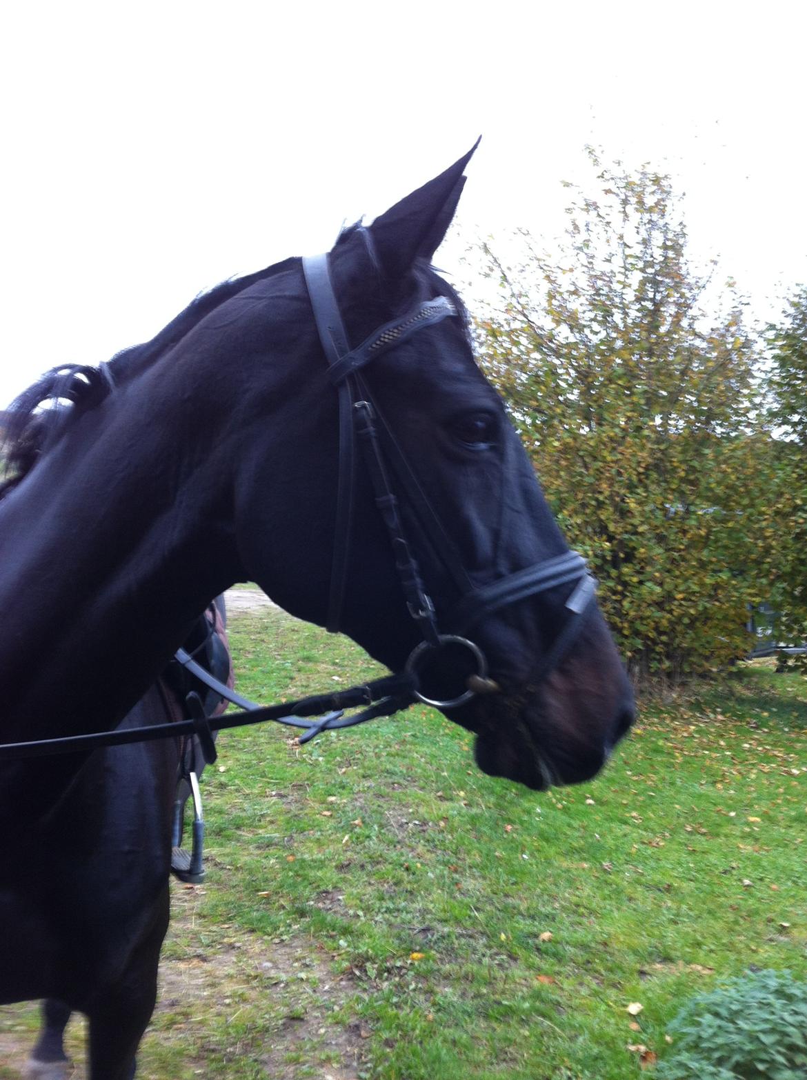 Holstener Unalaska billede 12