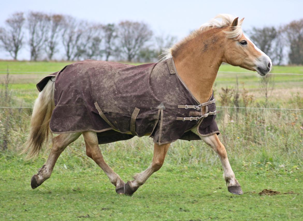 Haflinger GRYNET - 24.10.2012 billede 18