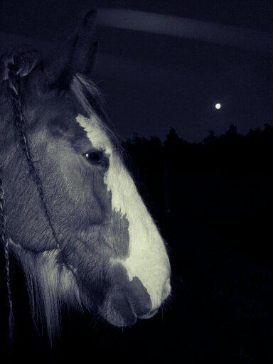 Irish Cob * Luna * - La Luna <3 billede 9
