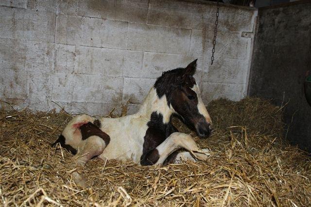 Pinto Hedens Nangijala **BROVANG** - Her er jeg ikke særlig gammel <3 billede 1