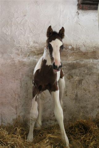 Pinto Hedens Nangijala **BROVANG** - Endelig oppe at stå, sikke en opgave ;) billede 2