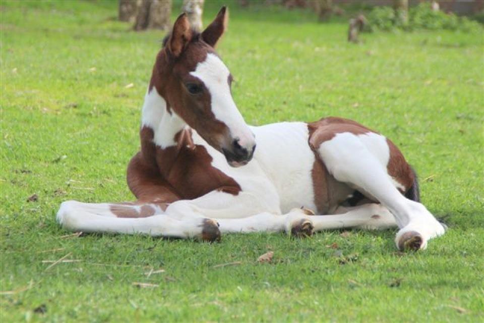 Pinto Hedens Nangijala **BROVANG** - Nyder det gode vejr <3 billede 3