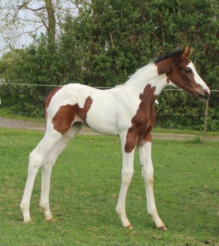 Pinto Hedens Nangijala **BROVANG** - Hvem sagde frøken LANG ben ;) billede 4