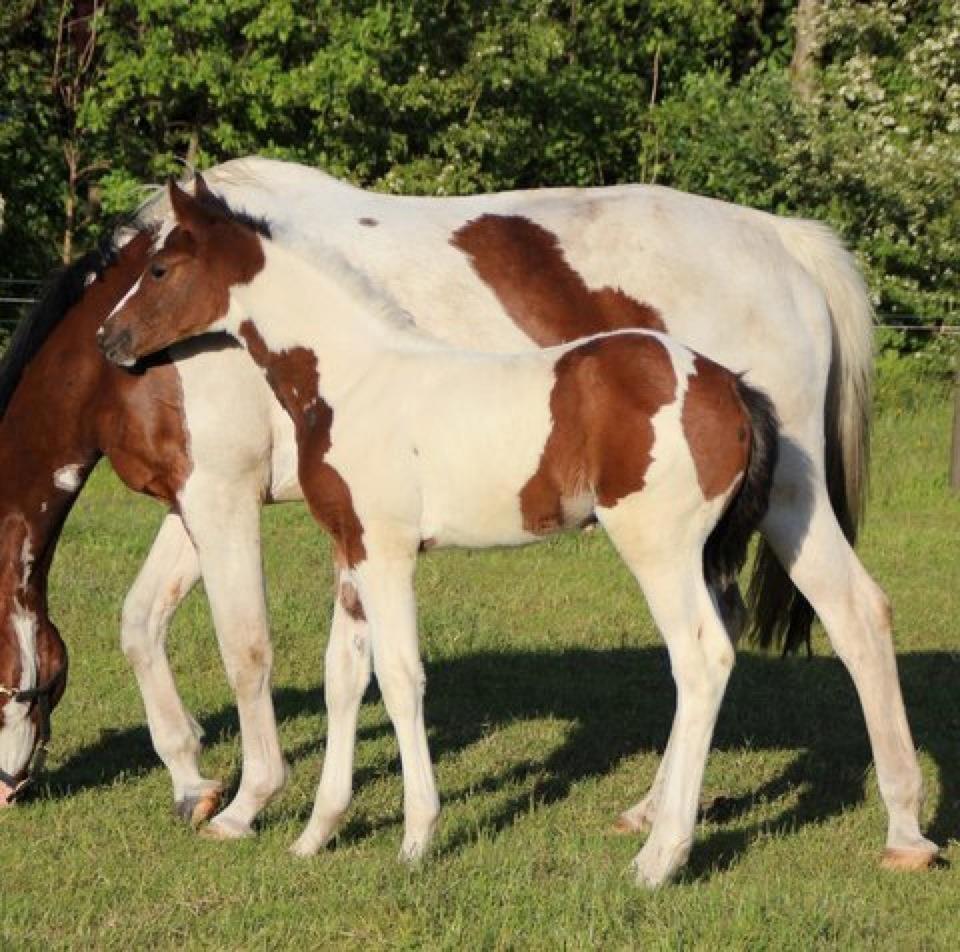 Pinto Hedens Nangijala **BROVANG** - Mig og min mor :) billede 5